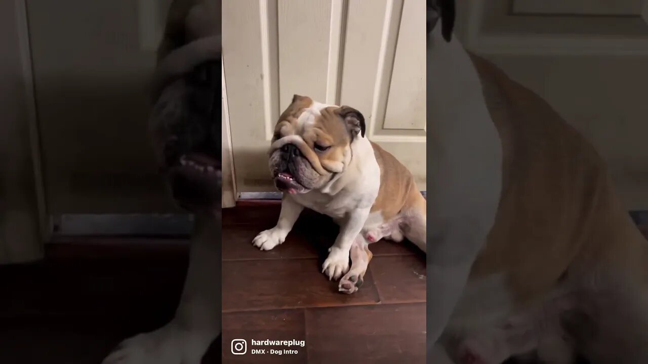 Trust Dogs More Than Humans?#englishbulldog 🐶
