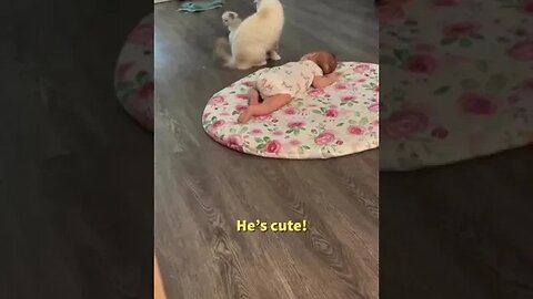 Play Cute Baby Cat with Baby #shorts #cute #baby #cat