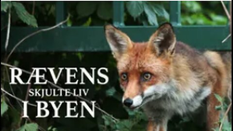 Rævens skjulte liv i byen (Fox and the City)