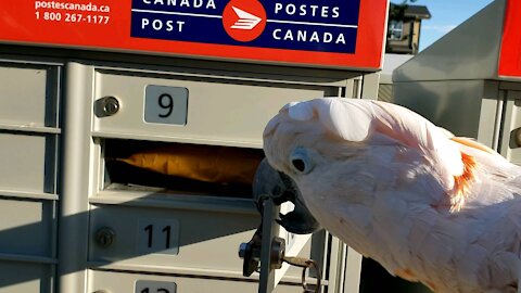 Moluccan cockatoo loves getting mail