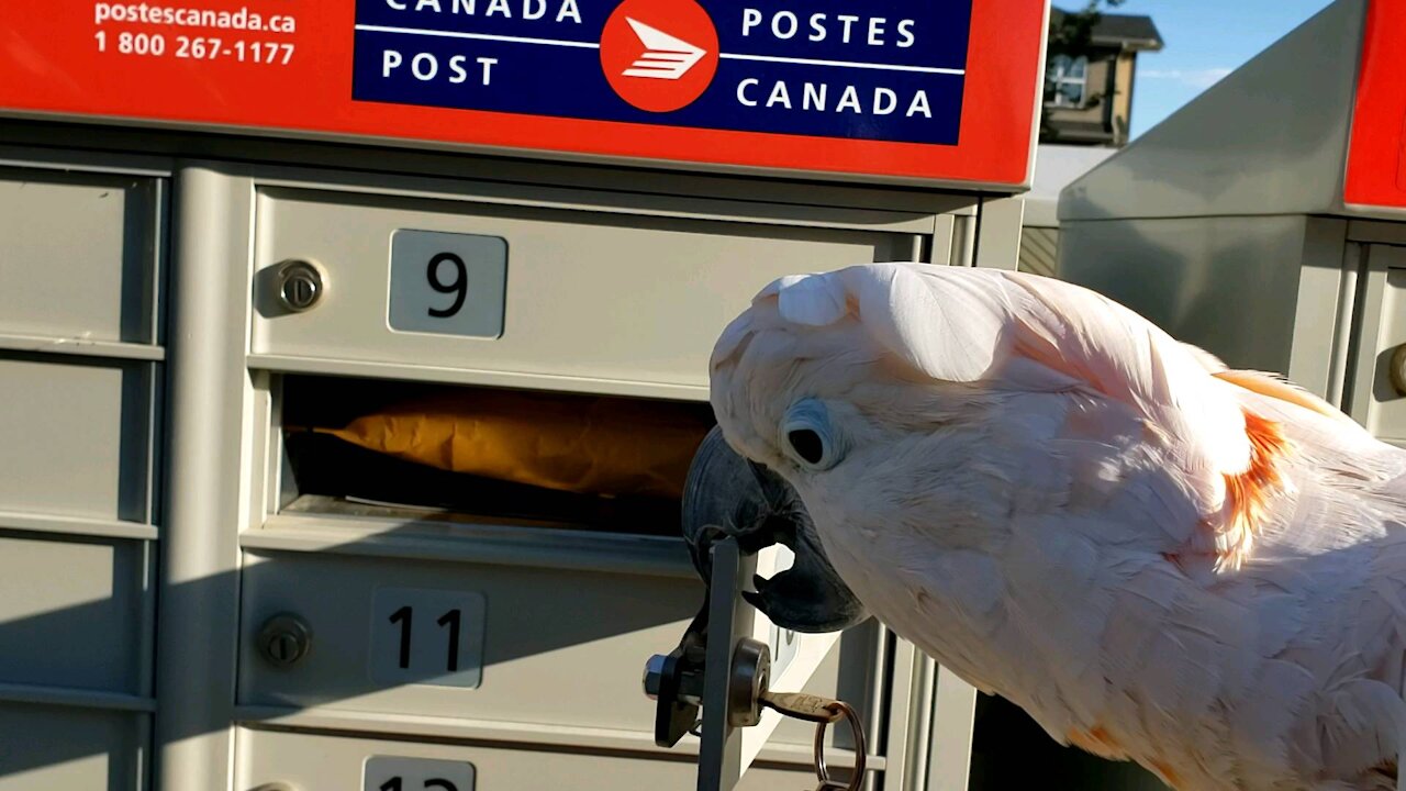 Moluccan cockatoo loves getting mail