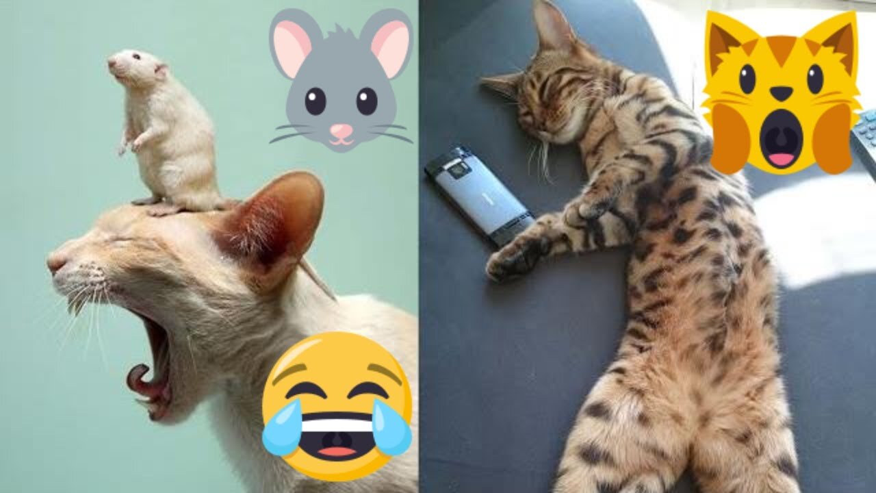 😂 Most Funny Pets 🐱🐶 Compilation Try Not to Laugh Challenge | V 04 | Every Pet's