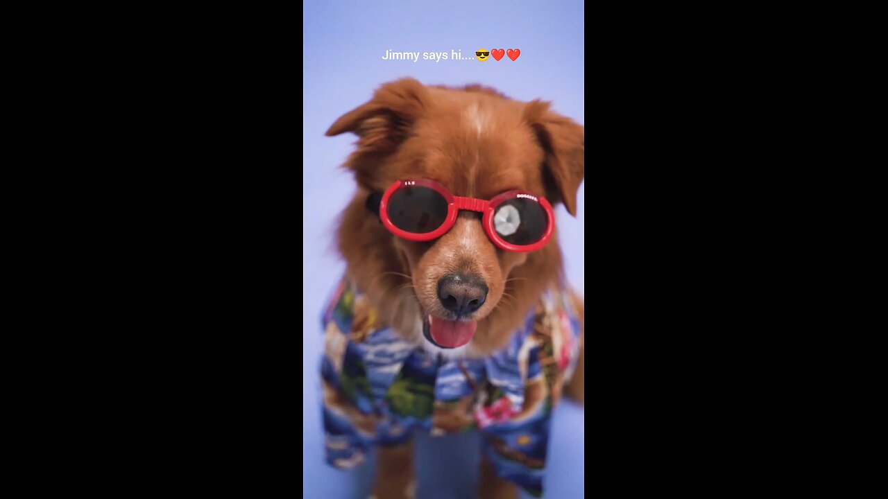 Cute dog with red glasses