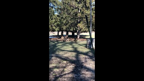 Deers
