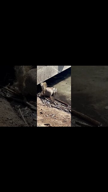 CatTV: Stay Hydrated!