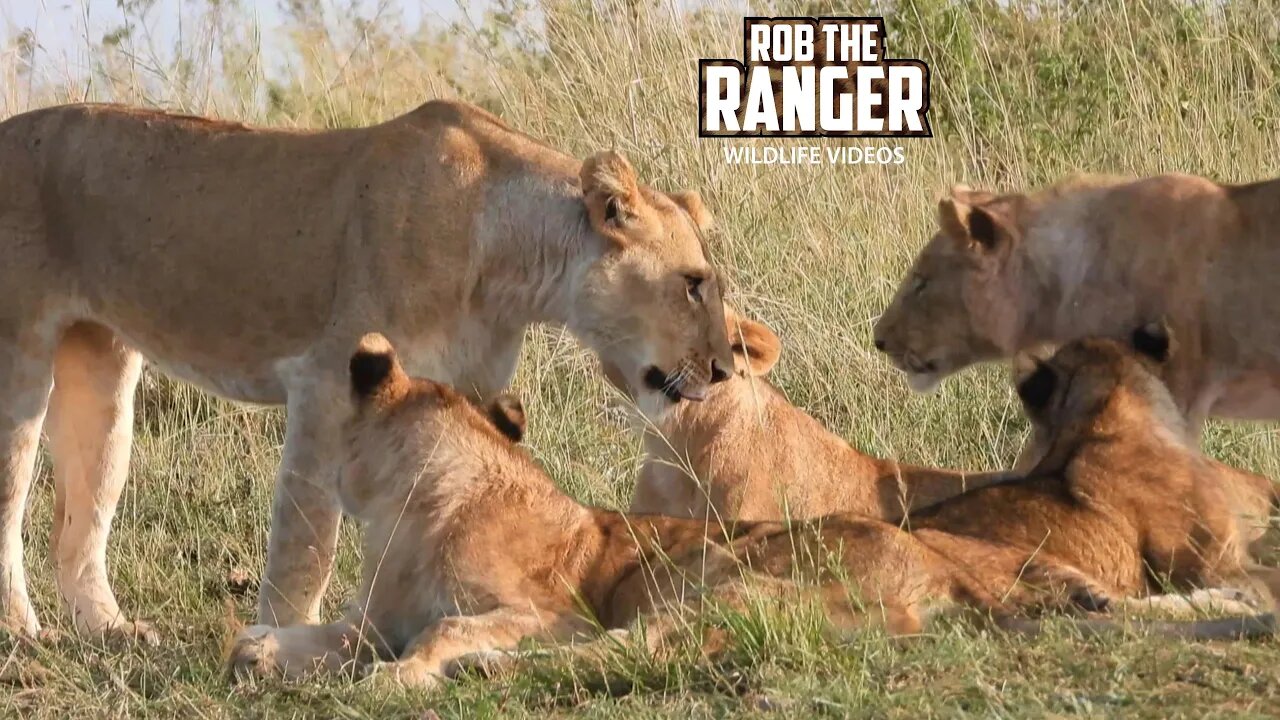 Lion Pride Waking Up In the Morning | Lalashe Maasai Mara Safari