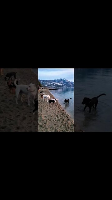 Tahoe dogs