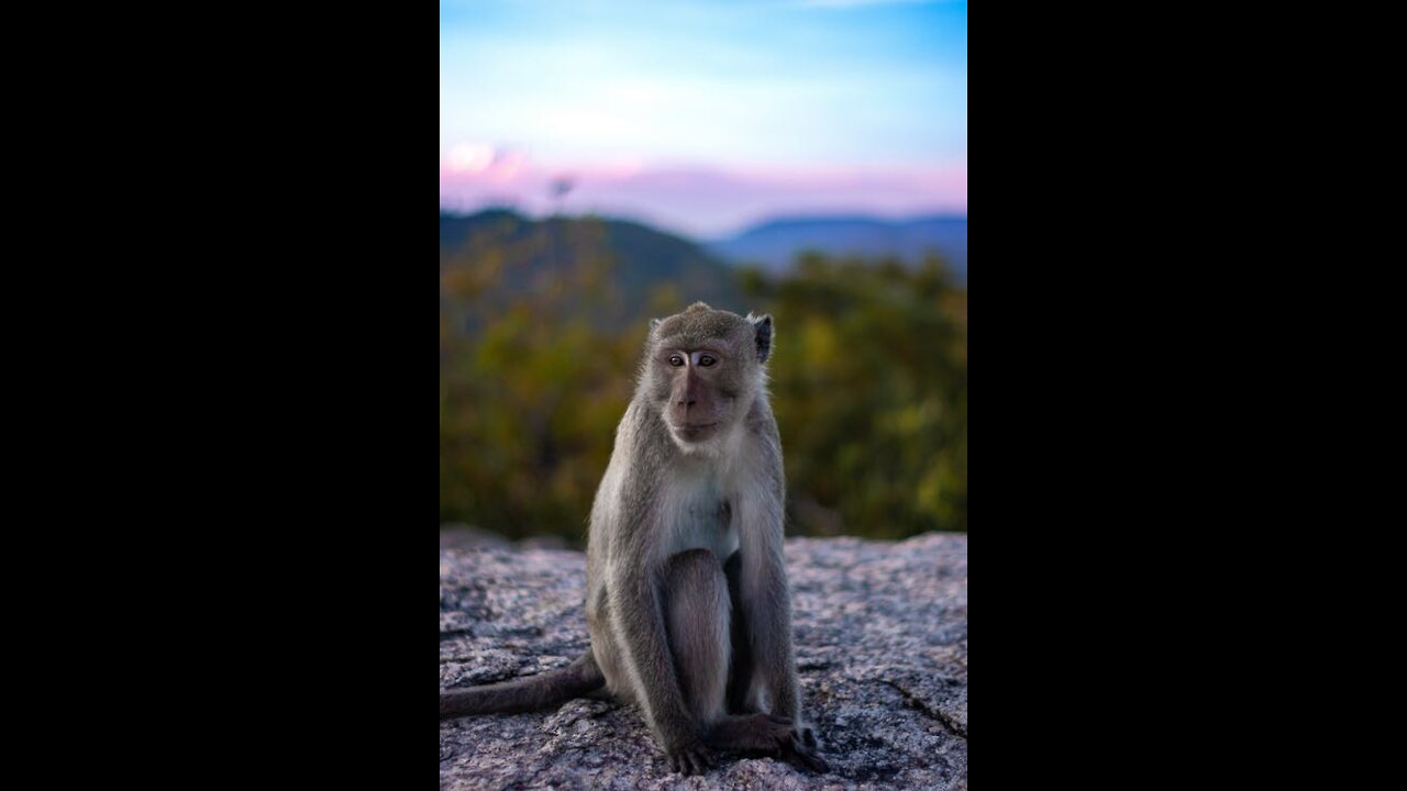 A little monkey eating