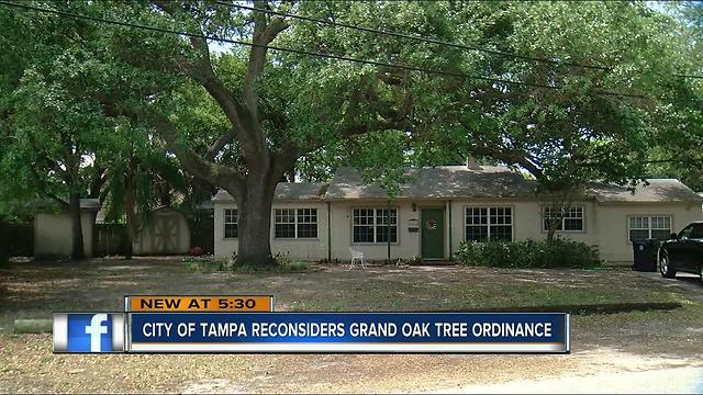 City of Tampa reconsiders Grand Oak Tree ordinance