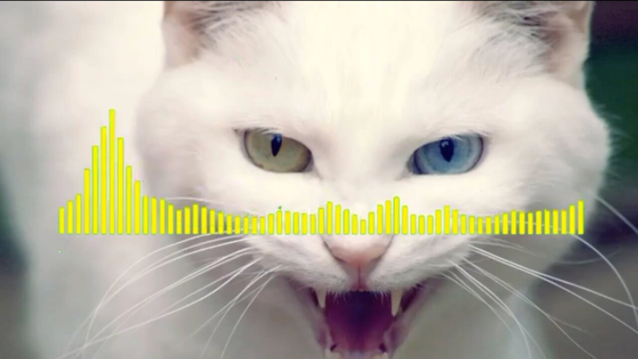 Angry cat ringtoon