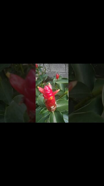 Strange Red Flowers in Philippines #shorts #redflowers #philippines