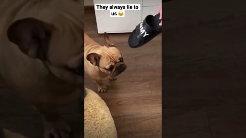 Lies 😂 #shorts #viral #youtubeshorts #music #hype #saintpee