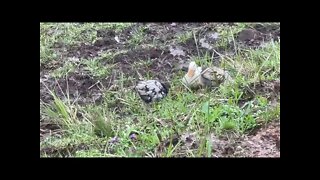 Chicks and duck start exploring 8 weeks old