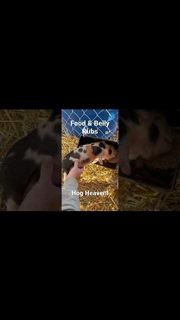 This Little Piggy Loves Belly Rubs! #piglet #farmlife #eonfarm #kunekune
