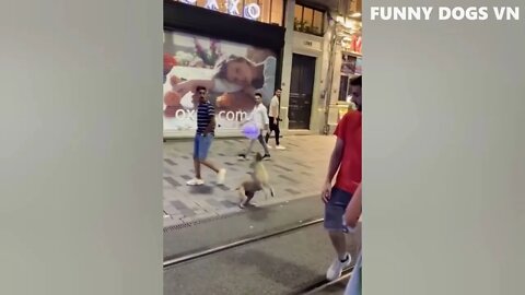 Funniest Animals Video