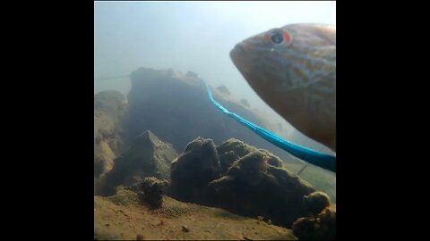 Underwater fish