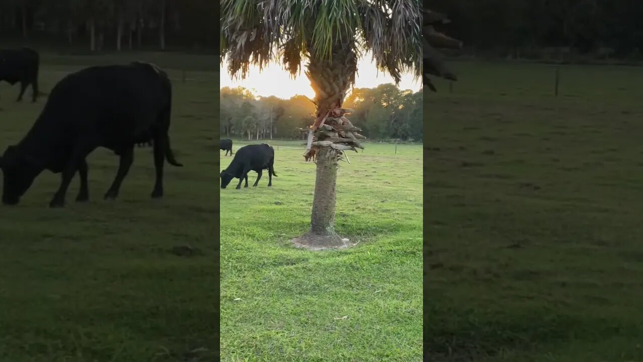 Sunset with the cattle #cattle #cattlefarm #cow #cows #calves #sunset