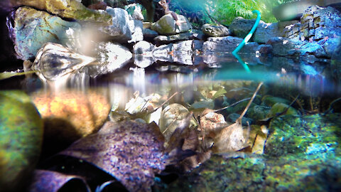 MESMERIZING annual resurrection of my backyard pond. TIME-LAPSE