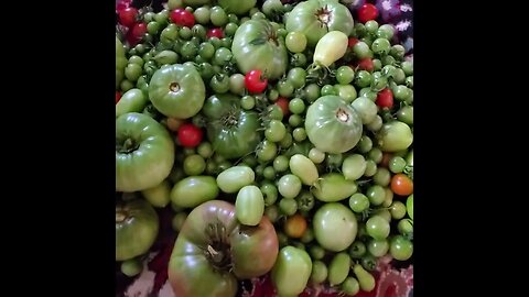 Tomato craze