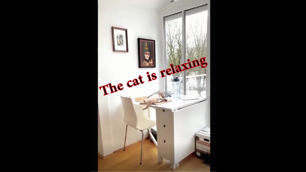 The cat is relaxing
