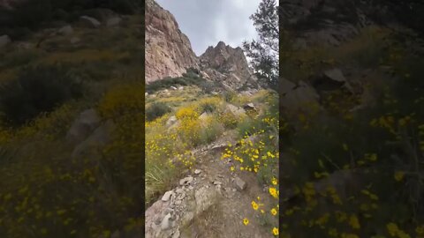 Hardest Hike in New Mexico | Organ Needle