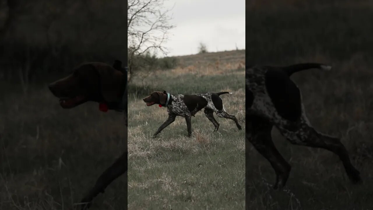 Preparing German Shorthair Pointers For Hunting Season!