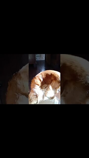 #dogshow , #animals , #dogs , #shorts(5)