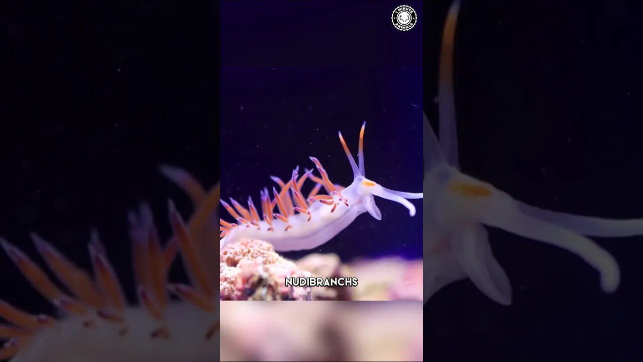 Nudibranch 🐛 Colorful Creatures Of The Sea!