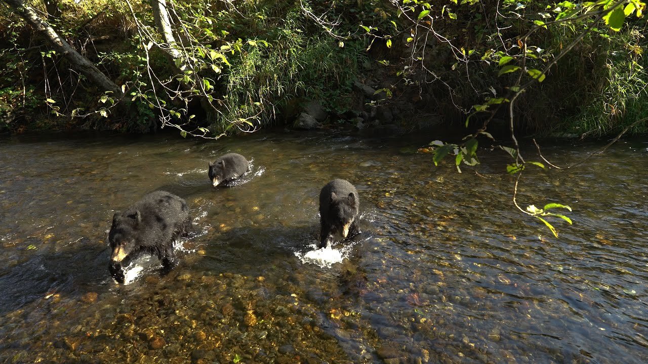 Bear cub creek crossing compilation — full video, original 4K footage