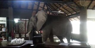 Des éléphants prennent d'assaut la réception d'un hôtel en Zambie!