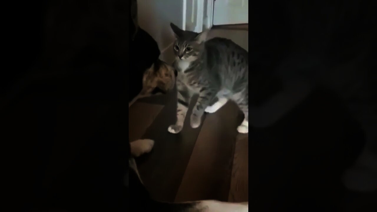 Karate Cat 🤣🤣