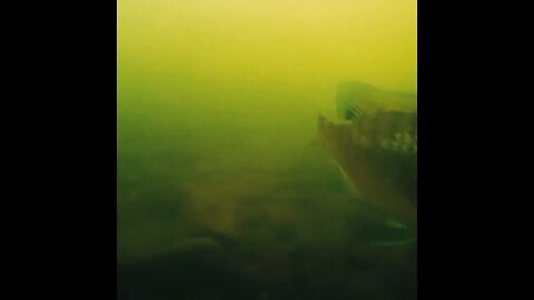 underwater in the river