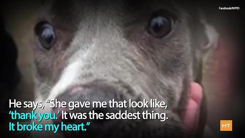 Police officer adopts chained, starving pit bull puppy