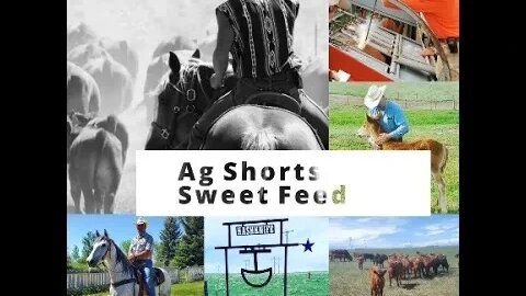 Sweet Feed - Ag Shorts