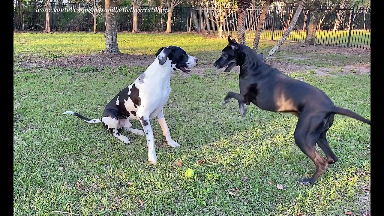 Leaping Great Danes Love To Run Zoomies With Their Tennis Ball