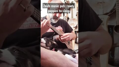 Zelda music puts rowdy puppies to sleep