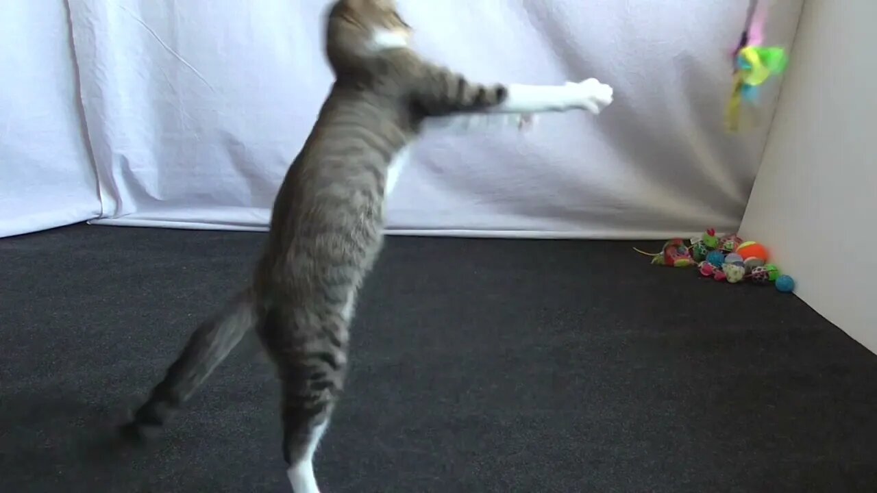 Sweet Kitten Talks to the Toy and Plays