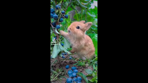 Funny Rabbit Eating Blue Barriers