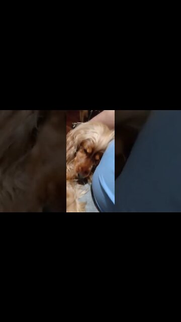 #dogshow, #amimals, #dogs, #shorts