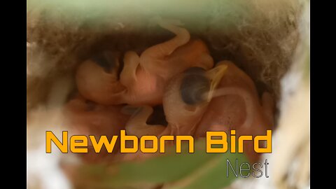 New Born bird|| Beautiful bird|| Nature video