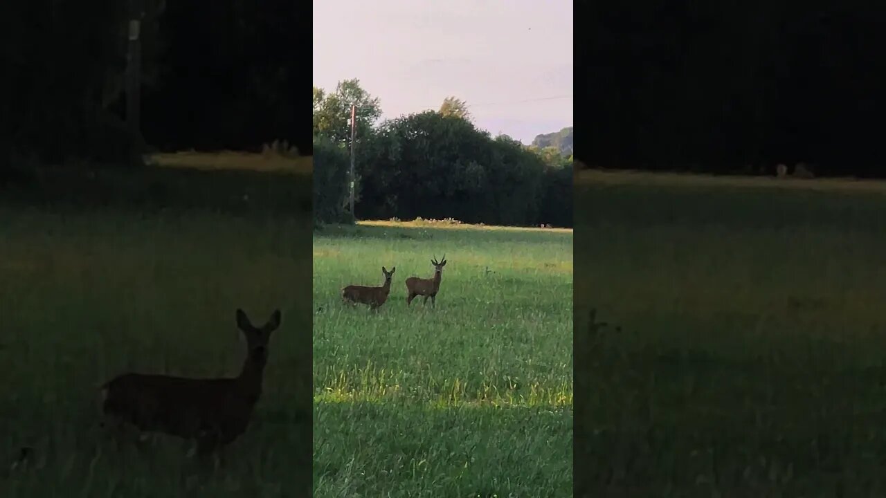 Roe Deer on Somerset levels #wildlife #animals #shorts #viral #viralvideo #subscribe #shortsvideo