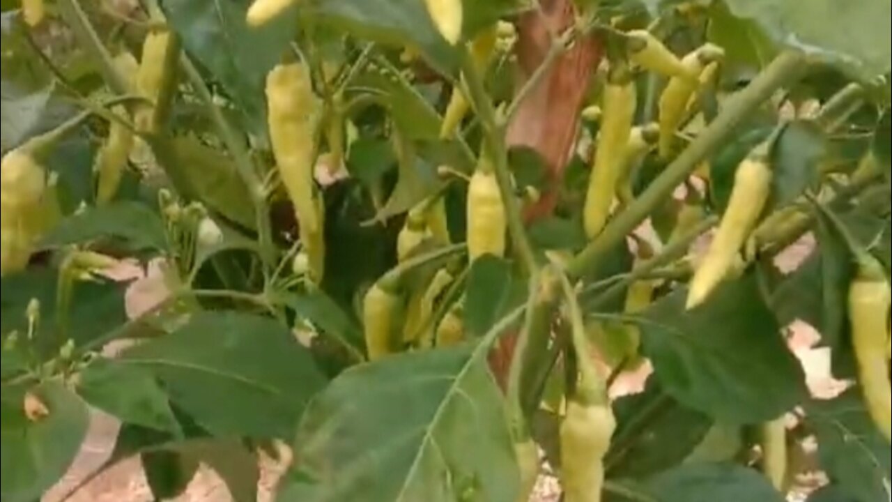 Cayenne pepper is starting to ripen