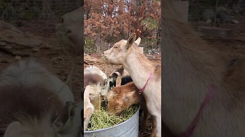 #homesteadlife #homestead #peaceful #simple #traditional #goats #fallvibes #autumn #chores