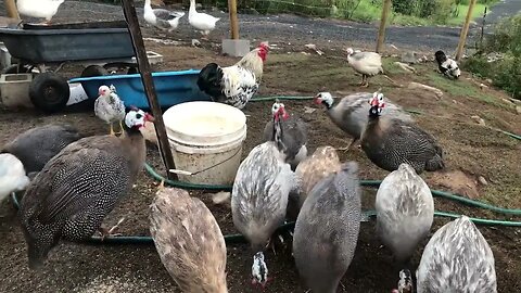11 March 2023 guinea fowl