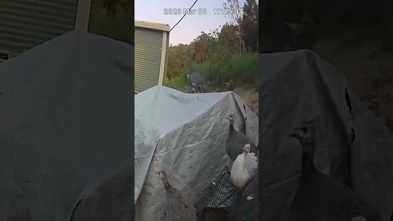 Farm cam. Guinea fowl keets