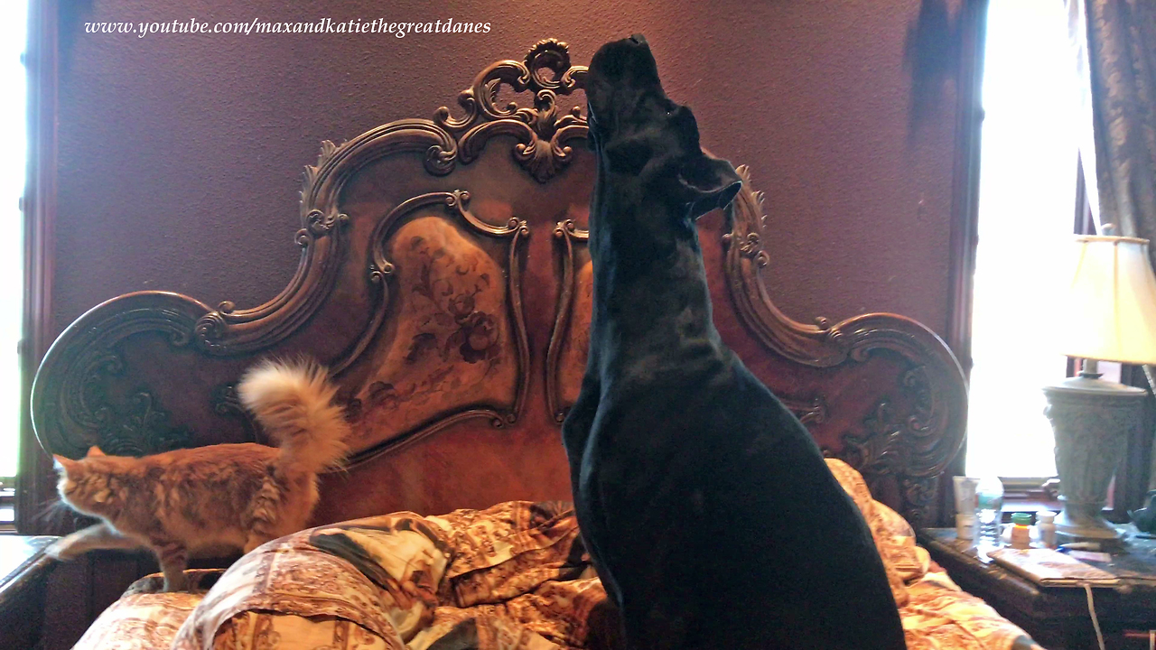 Canine And Feline Do Their Morning Stretching Routine Together