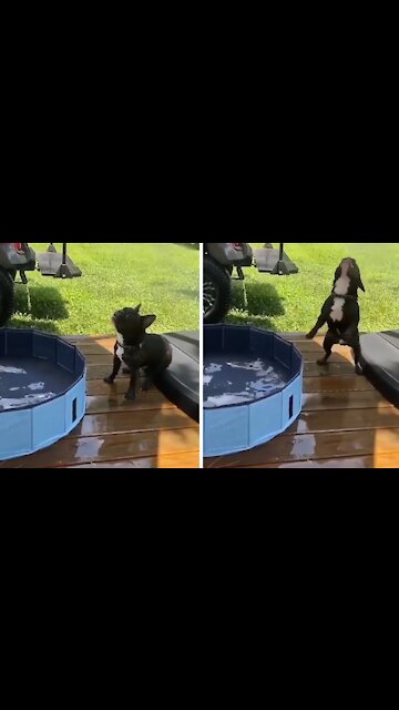 This is what a Frenchie pool party looks like!