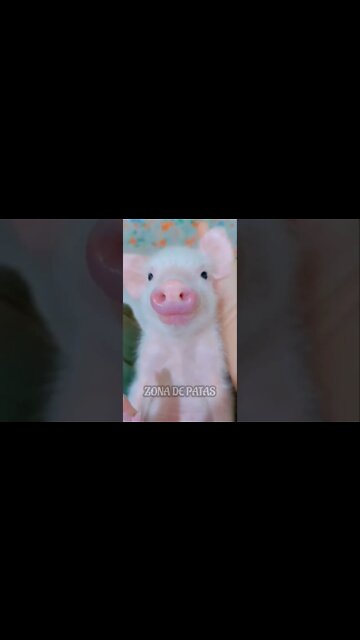 QUANDO VOCÊ VAI FAZER O FILHO DORMIR,MAS ELE NÃO QUER DE JEITO NENHUM