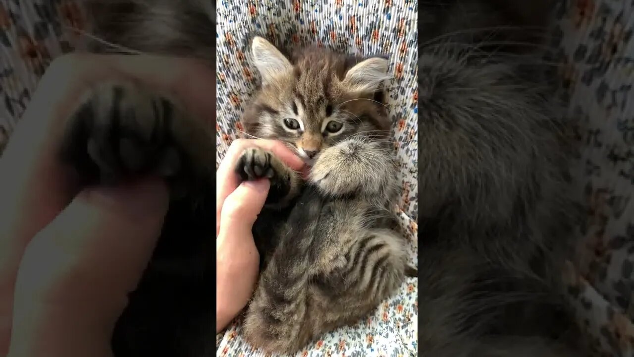 Baby cat