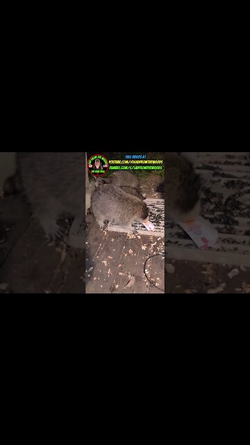 Sunny The Raccoon And Her Teenagers | Part 19 | Update August 31st 2023 | #shorts